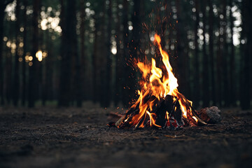 Canvas Print - Beautiful bonfire with burning firewood in forest. Space for text