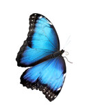 Fototapeta Motyle - Beautiful common morpho butterfly isolated on white