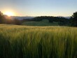 © Tedi S Photography - Green Wheat Field in Wyoming
