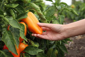 Farmer picking bell pepper from bush in field, closeup. Harvesting time