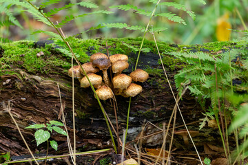 Poster - The Honey mushroom in the autumn forest