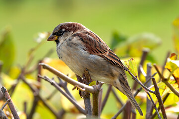 Bird Sparrow close-up sitting on a branch of a shrub with dried yellow and green leaves in autumn. Beautiful autumn view