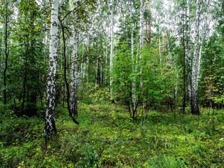 Wall Mural - birch and pine mixed forest in summer