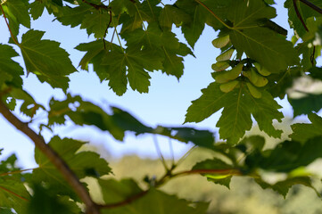 Sticker - Maple bunches in detail on a tree with leaves.