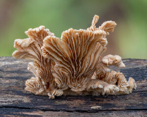 Split Gill Mushrooms (Schizophyllum commune) growing on a fallen log - NSW, Australia