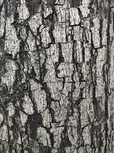 Bark Is The Outermost Layers Of Stems And Roots Of Woody Plants. Plants With Bark Include Trees, Woody Vines, And Shrubs.