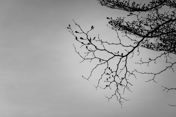 Trees and the sky at park bangkok Thailand.