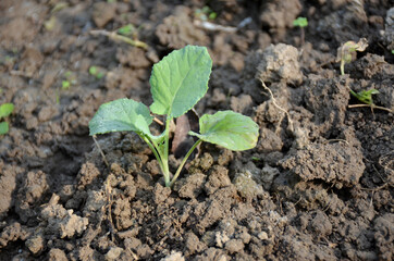 the small ripe green cabbage plant seedlings in the garden.