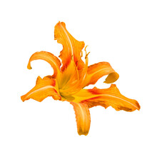Orange, Fire Or Tiger Lily (Lilium Bulbiferum) Flower On White