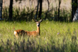 Fototapeta  - Samica Sarna Koza Capreolus spaceruje po zielonej łące, ostoja zwierzyny, piekna wysoka zielona trawa na łące