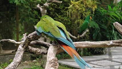 Wall Mural - Parrot green ara with green feathers in the usual habitat