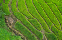 Aerial View Of Pattern With A Beautiful Landscape View Background Of Rice Terraces In Sapa (North Vietnam)
