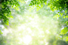 Concept Nature View Of Green Leaf On Blurred Greenery Background In Garden And Sunlight With Copy Space Using As Background Natural Green Plants Landscape, Ecology, Fresh Wallpaper Concept.