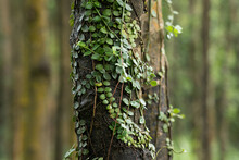 Parasitic Vine Wrapped Around Tree Trunk In Tropical Forest
