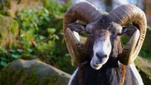Close Up Of The Head Of A Mouflon Ram On Sunny Day In Autumn.