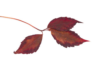 Wall Mural - Branch with autumn leaves on white background. There's room for your writing.