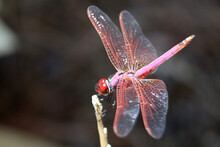 Red Dragonfly, Flying Insect Dances On A Stick.