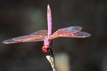 Red Dragonfly, Flying Insect Dances On A Stick.