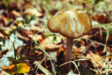Close Up Photo Of Wild Mushroom In The Forest 
