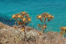 Golden Bay Beach On Malta Island With Beautiful Blue Sea Water And Dry Plants Growing On The Coastline In Bright Sunny Day