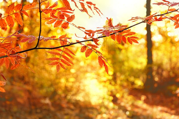 Wall Mural - beautiful autumn nature background with red leaves. fall forest landscape