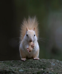 Wall Mural - White squirrel (leucistic red squirrel) standing on a rock eating a peanut in the forest in the morning light in Canada