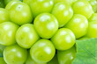 © MERCURY studio - Close up shot of Sweet Green grape with leaves, Shiny and Glossy Fresh Shine Muscat Grape.