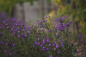 Canvas Print - purple flowers bush grow in autumn garden