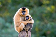 Close Image Of Yellow Cheeked Gibbon Monkey (Nomascus Gabriallae) Mother With Child In The Forest