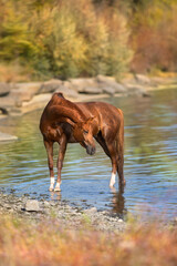 Wall Mural - Beautiful red horse portrait in water