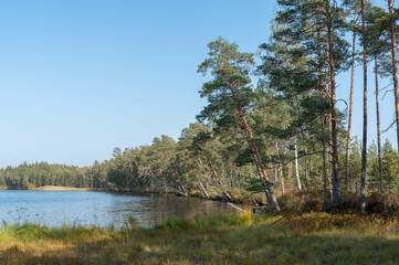 Sticker - lake in the forest