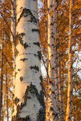 Wall Mural - Birch tree and foliage in autumn colors