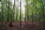 Fototapeta Na ścianę - June dawn, foggy morning in the forest, path among trees