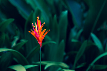 Wall Mural - tropical leaves colorful flower on dark tropical foliage nature background dark green foliage nature