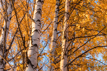 Wall Mural - Birch tree and foliage in autumn colors