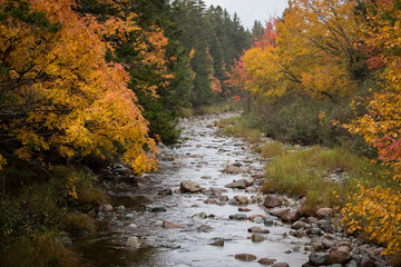 Wall Mural - Autumn Brook 