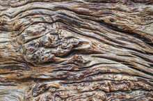 Detail Of Surface Of Dry Tree Trunk Or The Old Tree Trunk Textured As The Material Background And Backdrop 