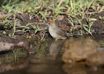 Close-up photo of a Eurasian blackcap male and female (Sylvia atricapilla) feeding and bathing. Birds sit on a branch in the pool on a beautiful blurred background.