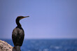 cormorant on a rock by the sea