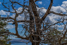 Beautiful Twisted Crooked Branches Of Dry Dead Bare Tree After Fire, Blue Sky With Clouds Backdrop. Baikal Lake Nature