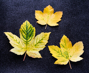 Yellow leaves on a black background. Autumn background.