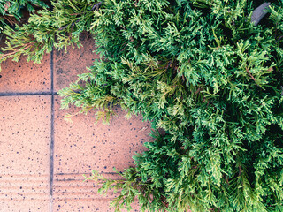 Wall Mural - The beautiful coniferous shrub Juniperus sabina 'Glauca' is used for landscape decoration on a sunny day.