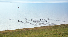 Flock Of Birds Landing On Ijsselmeer