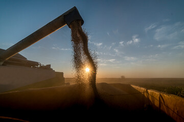 Wall Mural - Pouring soy bean grain