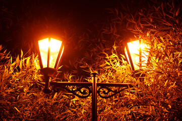 Poster - beautiful glowing street lamp in the park at night