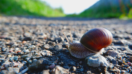 a large snail crawling across a rocky road