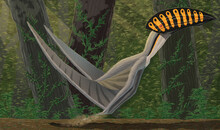 Hatzegopteryx Takeoff
