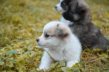 three puppies are sitting on the grass