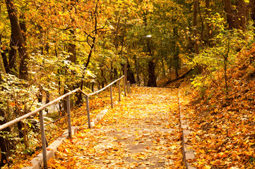 Wall Mural - Park alley with yellow leaves. Autumn city decor or autumn mood.