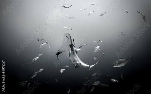 Plakaty nurkowanie  rekin-1
